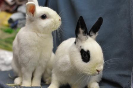 1094 1095 Joe Anna (13)