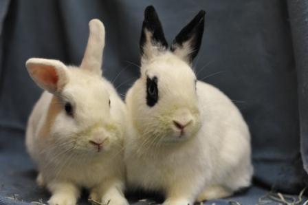 1094 1095 Joe Anna (15)