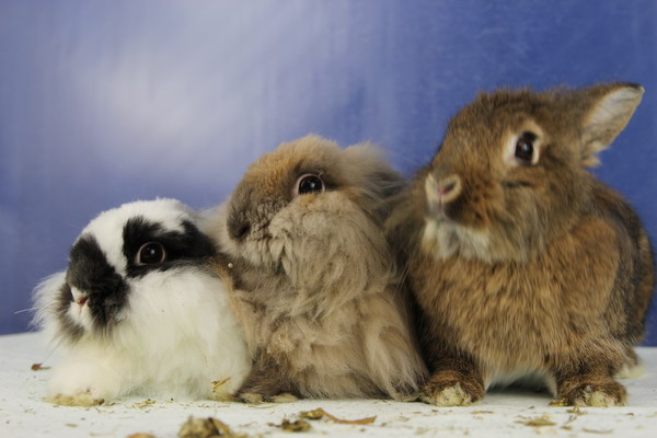 1369 1370 1371 mui (3)