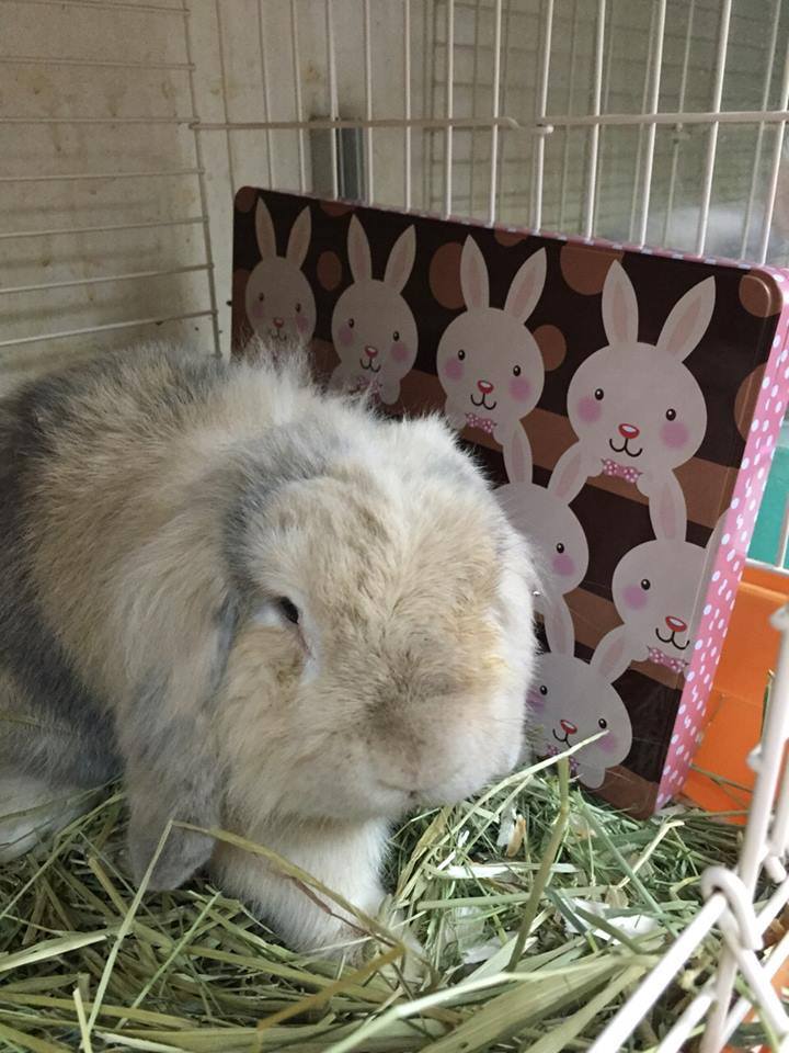 18557061_10158678397265153_8423562726534710996_n